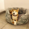 image_Cherche une personne pour garde de chien